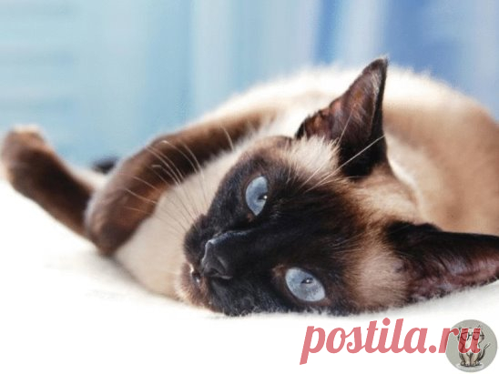 Сиамские или как их еще называют тайские кошки, считаются наиболее умными и любознательными кошками. Они очень любопытные, непредсказуемые и склонны к ревности. Сиамские кошки любят быть рядом со своим хозяином и будут стараться следовать за ним везде. Многих сиамских кошек можно обучить различным трюкам, если их владельцы будут терпеливы. 
Сиамские кошки игривые, любящие, преданные и ласковые животные. Их общительная натура требует постоянного взаимодействия с человеком и так как сиамские ко