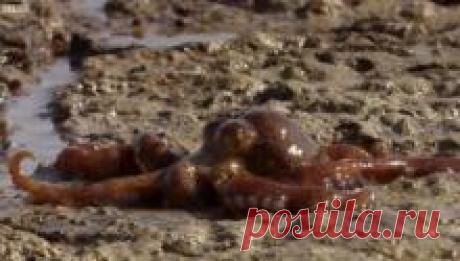 Осьминог, который может передвигаться по суше Осьминоги – морские существа; они живут и дышат под водой. Но существует вид осьминога, который может перемещаться и по суше. Во время отлива он переползает с помощью присосок на своих щупальцах от одного водоёма к другому в поисках крабов.