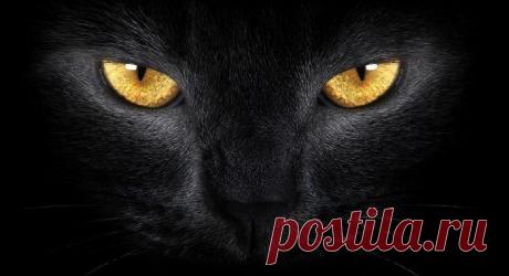 Баст (Сехмет) — «кошачья» богиня