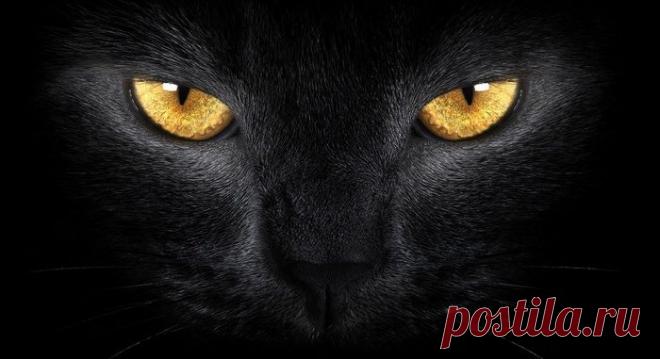 Баст (Сехмет) — «кошачья» богиня