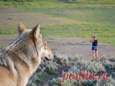 Что делать при встрече с волком в лесу