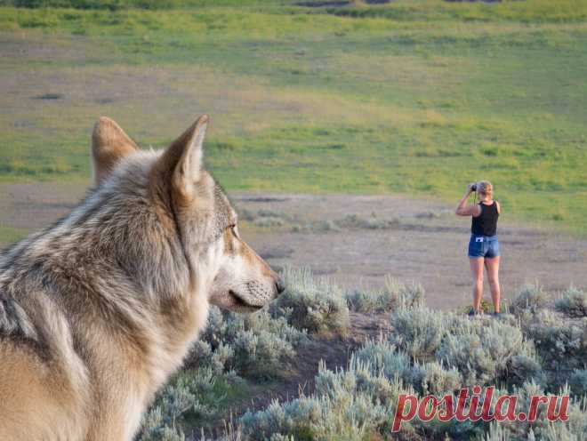 Что делать при встрече с волком в лесу