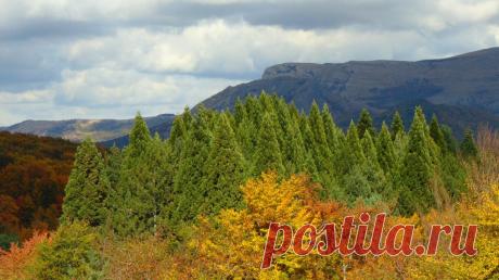 (49) Одноклассники