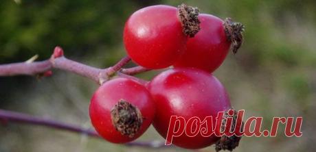 Полезные свойства шиповника: плодов, корней, ягод, листьев. Какой шиповник полезнее: настой, чай или масло? Виды шиповника