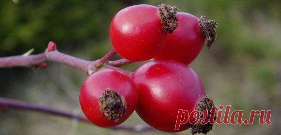 Полезные свойства шиповника: плодов, корней, ягод, листьев. Какой шиповник полезнее: настой, чай или масло? Виды шиповника