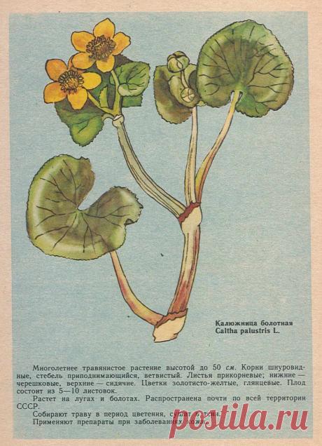 Калюжница болотная