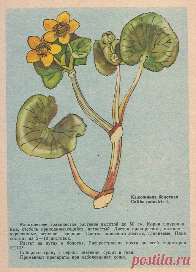 Калюжница болотная