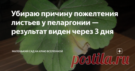 Убираю причину пожелтения листьев у пеларгонии — результат виден через 3 дня