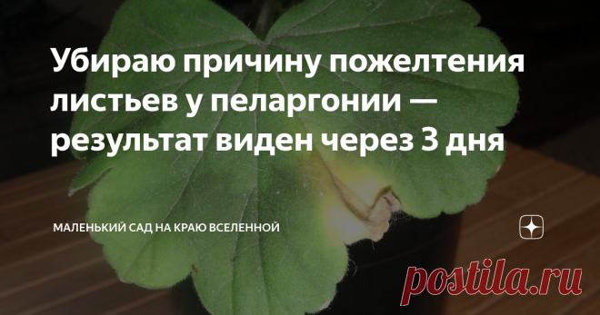 Убираю причину пожелтения листьев у пеларгонии — результат виден через 3 дня