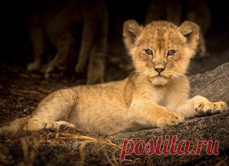 Смешная дикая природа