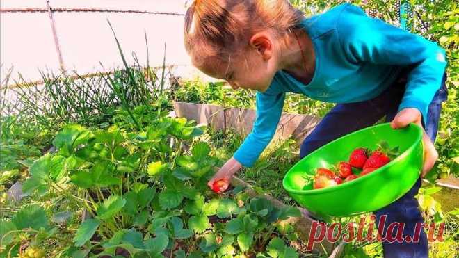 Правила подкормки и обработки клубники нашатырным спиртом 