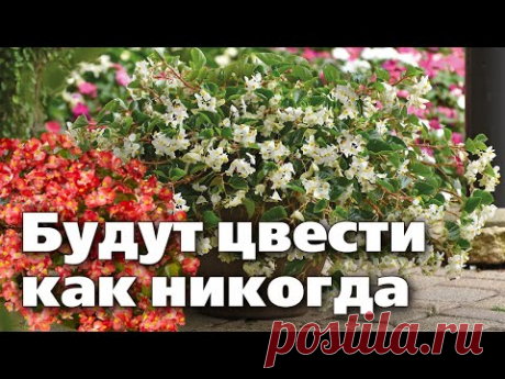 Максимальное цветение бегоний Правильно готовим к посадке