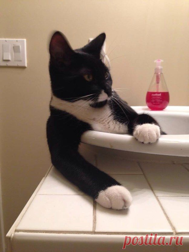 20 доказательств того, что кошка худший сосед по комнате / Питомцы