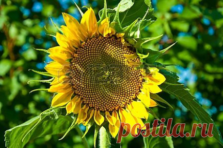 подсолнечник Фотография, картинки, изображения и сток-фотография без роялти. Image 24629156.