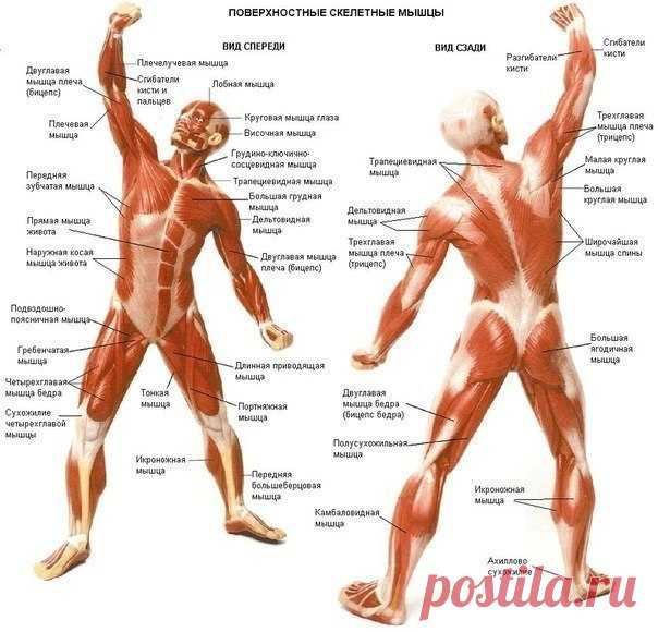 Мышцы кора / Спорт Сильных!