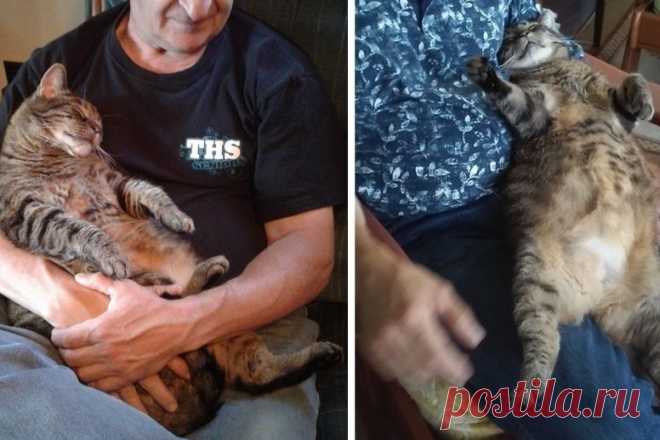 ВОТ УЖЕ 10 ЛЕТ КАЖДОЕ УТРО ЭТОТ КОТ ПРИХОДИТ ОБНИМАТЬСЯ СО СВОИМ ХОЗЯИНОМ 10 лет назад Ф. Линдерман спас маленького полосатого котенка, которому дал кличку Тигр.

Когда Тигр подрос, то стал испытывать особо тесные и нежные чувства к отцу Линдермана.

Недавно Линдерман опубликовал на сайте Reddit пост с фотографиями своего папы и кота и написал, что Тигр каждое утро сп