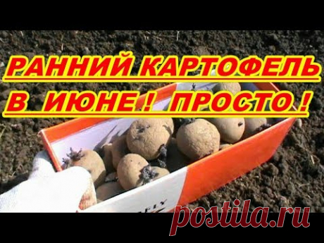 КАК ВЫРАСТИТЬ РАННИЙ КАРТОФЕЛЬ ! В ИЮНЕ ! ПРОСТО ! ОТ ПОСАДКИ ДО КОПКИ ! - YouTube