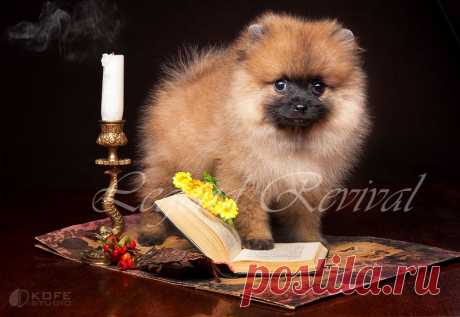 Немецкий шпиц Legend Revival Pont