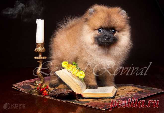 Немецкий шпиц Legend Revival Pont