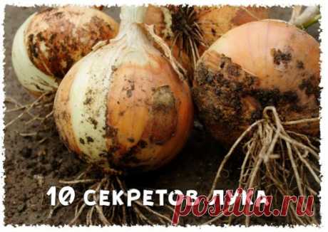 10 секретов большого урожая лука
1. Лук не любит глинистую почву. Если у вас на участке – глинистая, то в грядки под лук необходимо внести песок и торф, тем самым улучшить структуру почвы. Кислый тип почвы, также не подходит для лука, такую почву необходимо раскислять при помощи внесения мела или доломитовой муки.
2. Перед посадкой севка, луковки необходимо продезинфицировать в растворе марганцовки. Для этого замочите посадочный материал на 10-15 минут в растворе, а после смело сажайте на