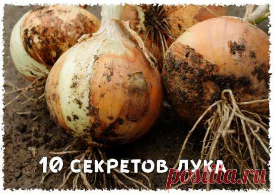 10 секретов большого урожая лука
1. Лук не любит глинистую почву. Если у вас на участке – глинистая, то в грядки под лук необходимо внести песок и торф, тем самым улучшить структуру почвы. Кислый тип почвы, также не подходит для лука, такую почву необходимо раскислять при помощи внесения мела или доломитовой муки.
2. Перед посадкой севка, луковки необходимо продезинфицировать в растворе марганцовки. Для этого замочите посадочный материал на 10-15 минут в растворе, а после смело сажайте на