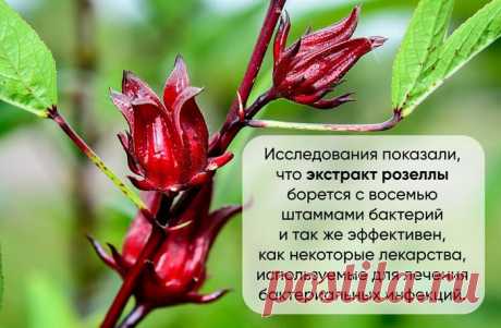 Что такое гибискус и каркаде?