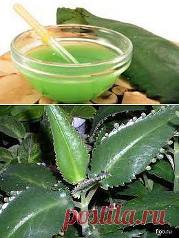 Целебные свойства каланхоэ |