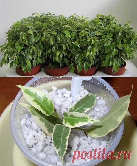 Фикус Бенджамина. Уход и условия содержания | Комнатные растения и садовые цветы