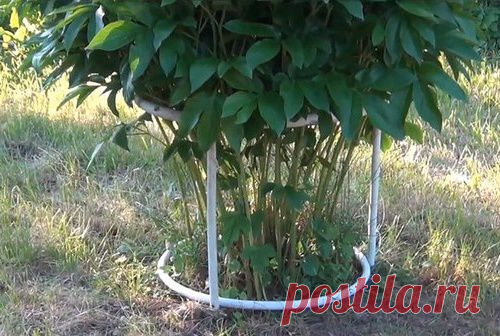 Конструкция для подвязки кустарников из металлопластиковых труб