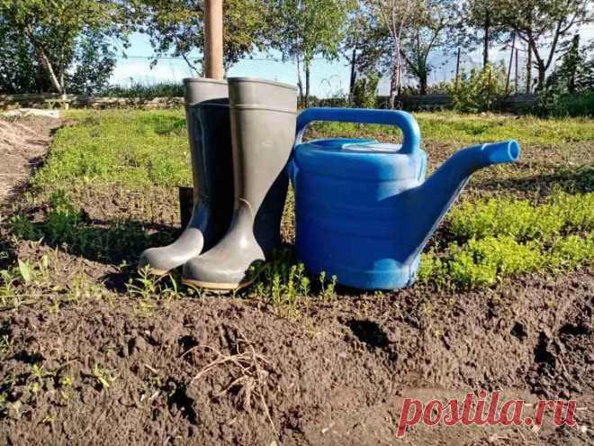 Июньская подкормка для всех культур: что добавить в воду, чтобы удивиться росту. Представьте полив, который работает как волшебный эликсир практически для любой грядки.