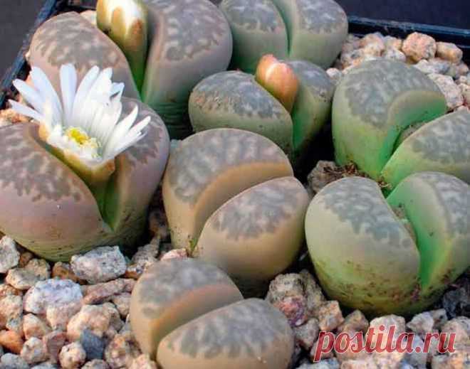 Литопс – растение, обладающее уникальными декоративными качествами