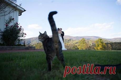 18 фотографий, которые были бы скучными, если б в кадре внезапно не появились кошки