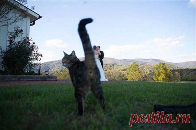 18 фотографий, которые были бы скучными, если б в кадре внезапно не появились кошки