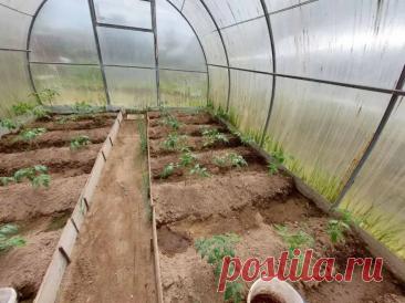 Что посадить в теплице по краям грядки: культуры-уплотнители, которые не мешают основным. Опытные садоводы знают: пустое место в теплице — это упущенная возможность.