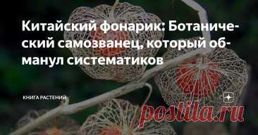 Китайский фонарик: Ботанический самозванец, который обманул систематиков Статья автора «Книга растений» в Дзене ✍: В 2016 году в мире ботаники произошёл тихий скандал. Физалис обыкновенный, типовой вид рода Физалис, оказался не физалисом.