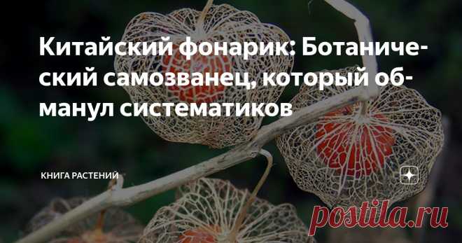 Китайский фонарик: Ботанический самозванец, который обманул систематиков Статья автора «Книга растений» в Дзене ✍: В 2016 году в мире ботаники произошёл тихий скандал. Физалис обыкновенный, типовой вид рода Физалис, оказался не физалисом.