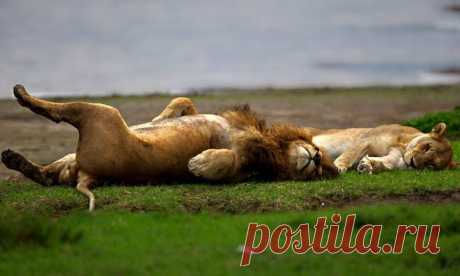 Facebook
«Изнеможенные». Снимок сделан в Танзании. Автор фото: Александр Перов (www.nat-geo.ru/author/malish).