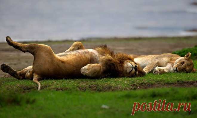 Facebook
«Изнеможенные». Снимок сделан в Танзании. Автор фото: Александр Перов (www.nat-geo.ru/author/malish).