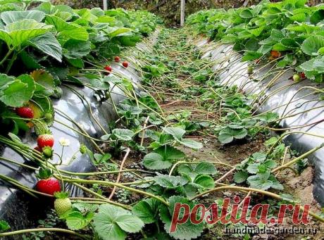 Когда обрезать усы у клубники в 2022 году, нужно ли обрезать, как обрезать