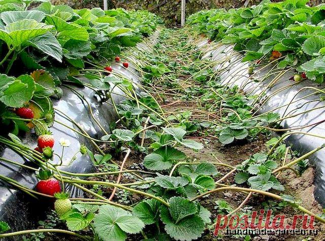 Когда обрезать усы у клубники в 2022 году, нужно ли обрезать, как обрезать