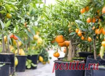 Выращивание апельсинового дерева из косточки в домашних условиях Как выбрать косточки и правильно их посадить
С посадочным материалом никаких проблем нет — просто возьмите косточки из фрукта, приобретенного в магазине и съеденного дома.
Кстати, для выращивания в до...