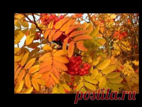 GARY MOORE.*СТРУНЫ ОСЕНИ*.( THE PROPHET ). - YouTube