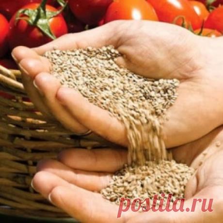 Собираем свои семена