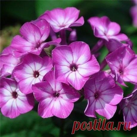 Одноклассники