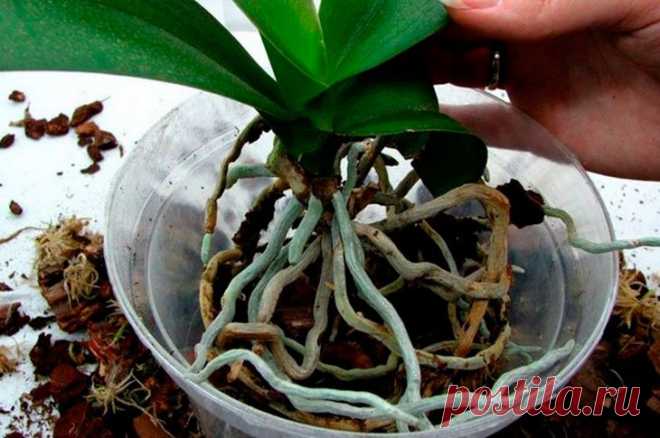 Как спасти заболевшую орхидею в домашних условия