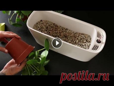 Пересадка растений в кашпо с автополивом Lechuza Delta 20 DELTA 10 и DELTA 20 – настольные кашпо из ударопрочного пластика, который не растрескивается и не выцветает. Эти модели – отличный вариант для украшен...