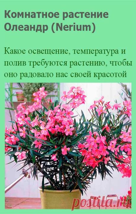 Комнатное растение Олеандр (Nerium). Название растения происходит от греческих слов neros, nerion - "влажный", "сырой" и намекает на места произрастания олеандра. Олеандры растут во влажных районах с мягким морским климатом на юге Европы, севере Африки и на Дальнем Востоке. Цветки розовые, лососевые, белые или красные.