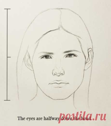 Proportions of the Face