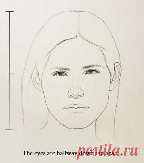 Proportions of the Face