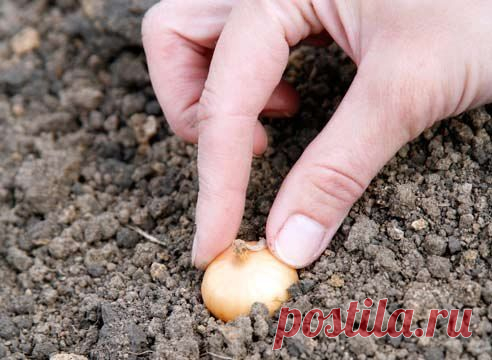 КАК ВЫРАСТИТЬ ХОРОШИЙ УРОЖАЙ ЛУКА? 10 СЕКРЕТОВ УХОДА ЗА ЛУКОМ - МирТесен